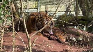 Tiger Washing at South Lakes Safari Zoo