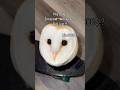 Day 214 of trying to be the most Famous owl on YouTube💖🦉#howto #tutorial #newtrend #adoptdontshop