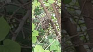 honney bee ?? shortvideo shortgarden trending viral plant ytshort yt honey bee shorts