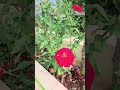 ଜିନିଆ ଫୁଲ ଏତେସାରା #jinia #flowerplant #nirupamavlogs #shortvideo #viralshort