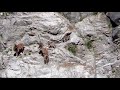 Mountain Mothers [Markhor Conservation, Jammu & Kashmir]