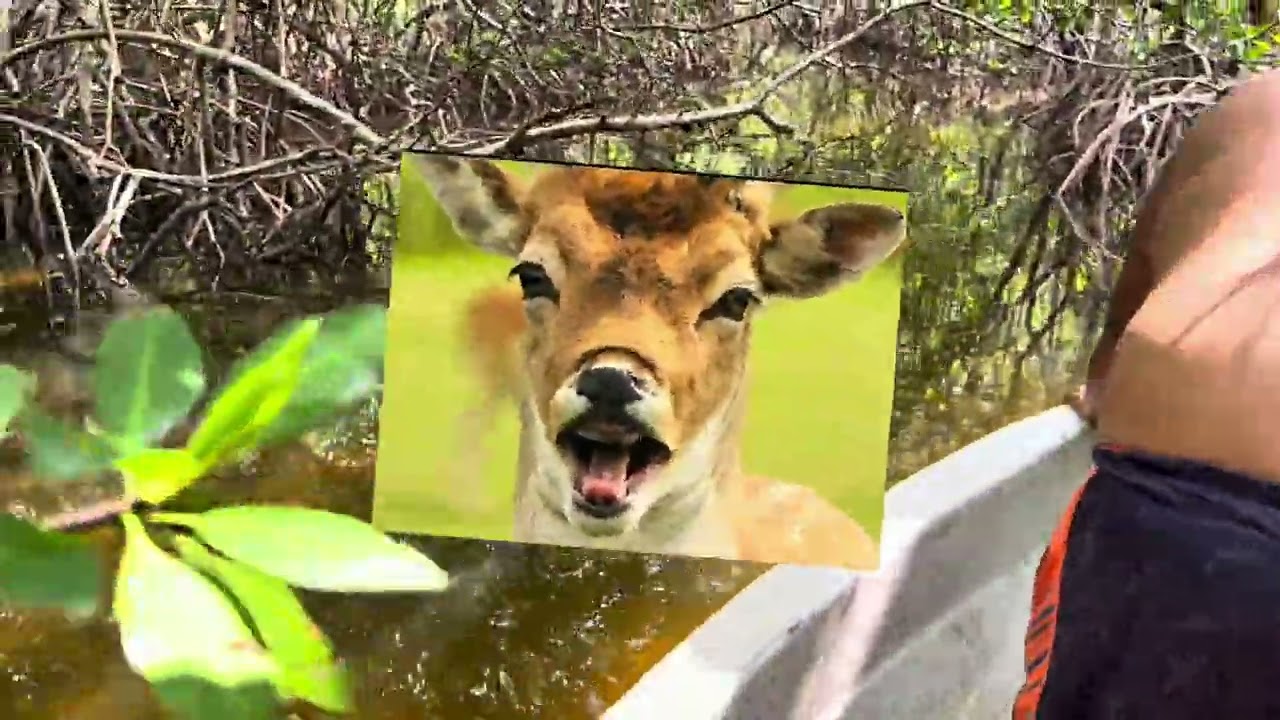 Pesca en manglar de Ciudad del Carmen Campeche 
