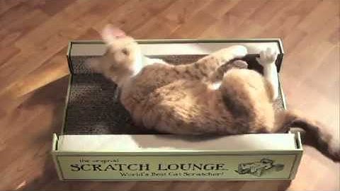 Scratch Lounge - A Petco Product Feature
