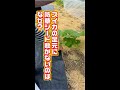 スイカの足元にどうしているの？#Shorts
