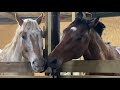 Fickle Bromance: horses play tug