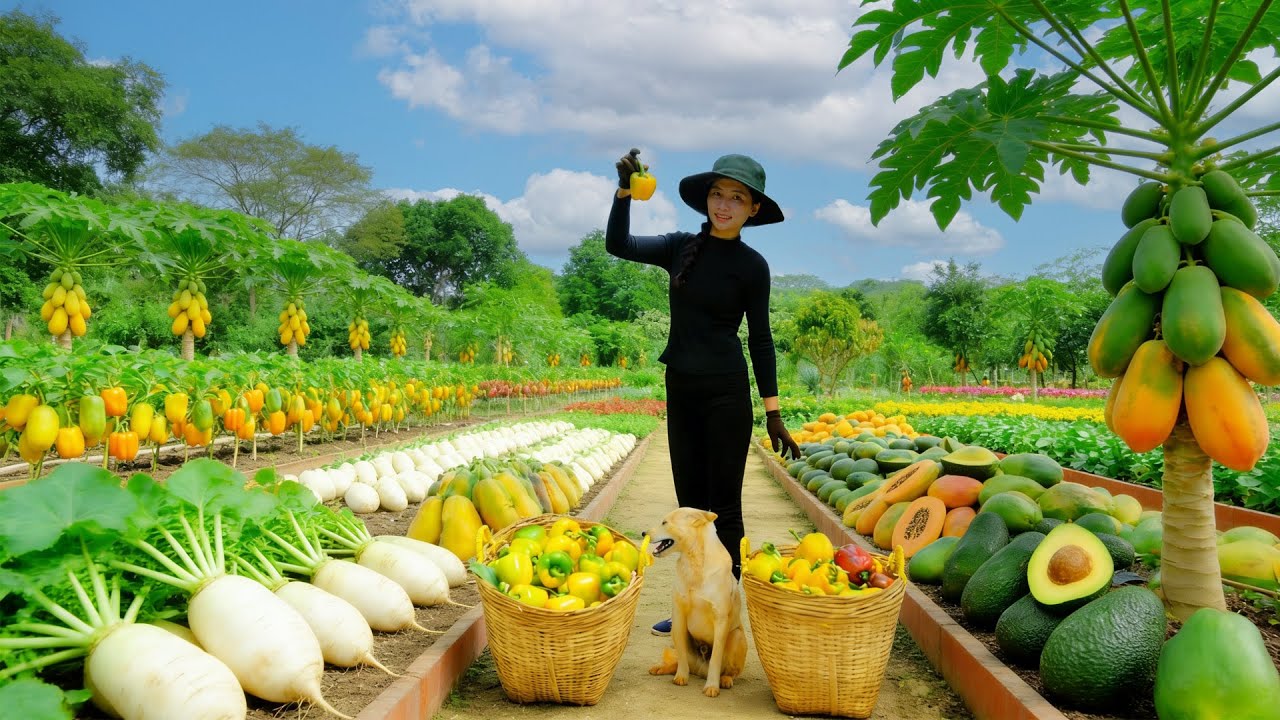 Harvest, Sell, And Cook With: Bell Peppers, Korean Mustard Greens, Star Fruit, Avocado, Papaya