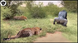 Hero Gorilla Risk Her Lives To Save Poor Impala From Leopards&#39; Clutches, What Happen Next?