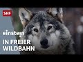 Wölfe, Biber, Wisente – Wiederansiedelung von Wildtieren in Europa | SRF Einstein