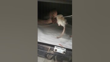 ***WARNING - FEEDING VIDEO*** 32x Super Slow-Mo of Leopard Boa with a perfect strike 🐍