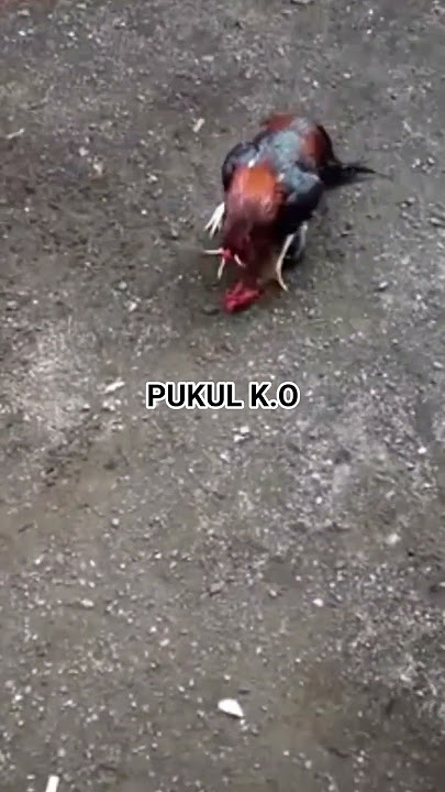 bahaya nya ayam pukul ‼️🥶🥶#ayampukul#ayamjalu#pakhoydrumband#antonipjf