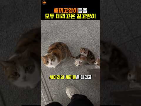 새끼들을 데리고 찾아온 길고양이 thumbnail