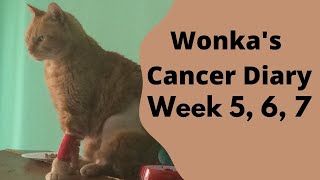 Wonka's Cancer Diary weeks 5, 6, 7