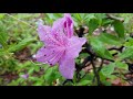 Beautiful relaxing music    peaceful   with natural rainy days  mental and social wellbeing 