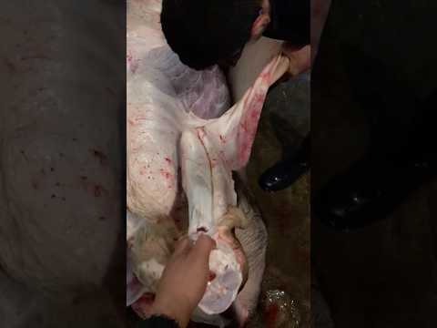 جمب عريض مع امير شلدم   لحم