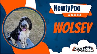 🐾Meet Wolsey, the 4-Year-Old NewfyPoo Who Mastered Obedience Training in Just 1 Week! 🐾 by Off Leash K9 Training North Georiga 10 views 1 month ago 6 minutes, 2 seconds