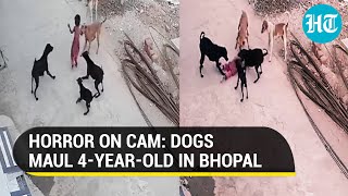 Watch how a child in Bhopal was bitten, dragged and hurt by a pack of stray dogs