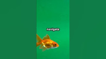 Busted! Goldfish Memory Myth