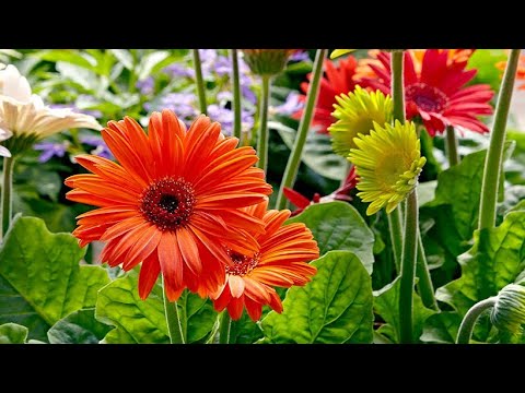 Βίντεο: Gerbera φροντίδα στο σπίτι