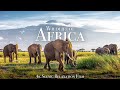 Wildlife of africa 4k  scenic relaxation film with african music