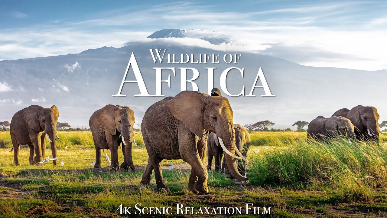 Wildlife of Africa 4K - Scenic Relaxation Film With African Music