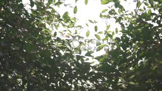 Pre-Wedding Shoot Suchika Anshul Do Gallan Kariye