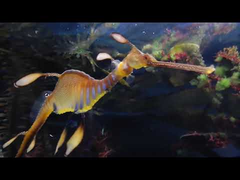 dragon-sea-horse---shedd-aquarium-2019