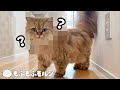 もふもふ猫がサロンでまさかの姿に! 【サイベリアン】