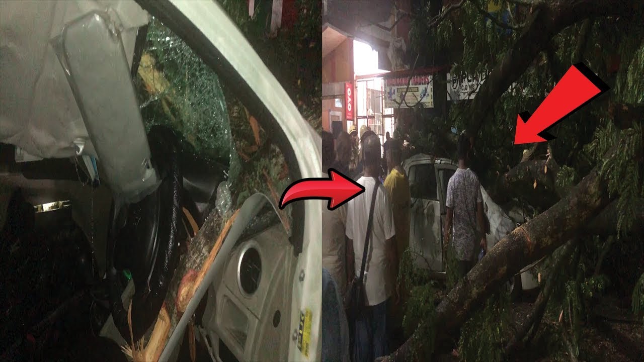 Miraculous Escape For Four After huge Tree Falls On Their Vehicle In ...