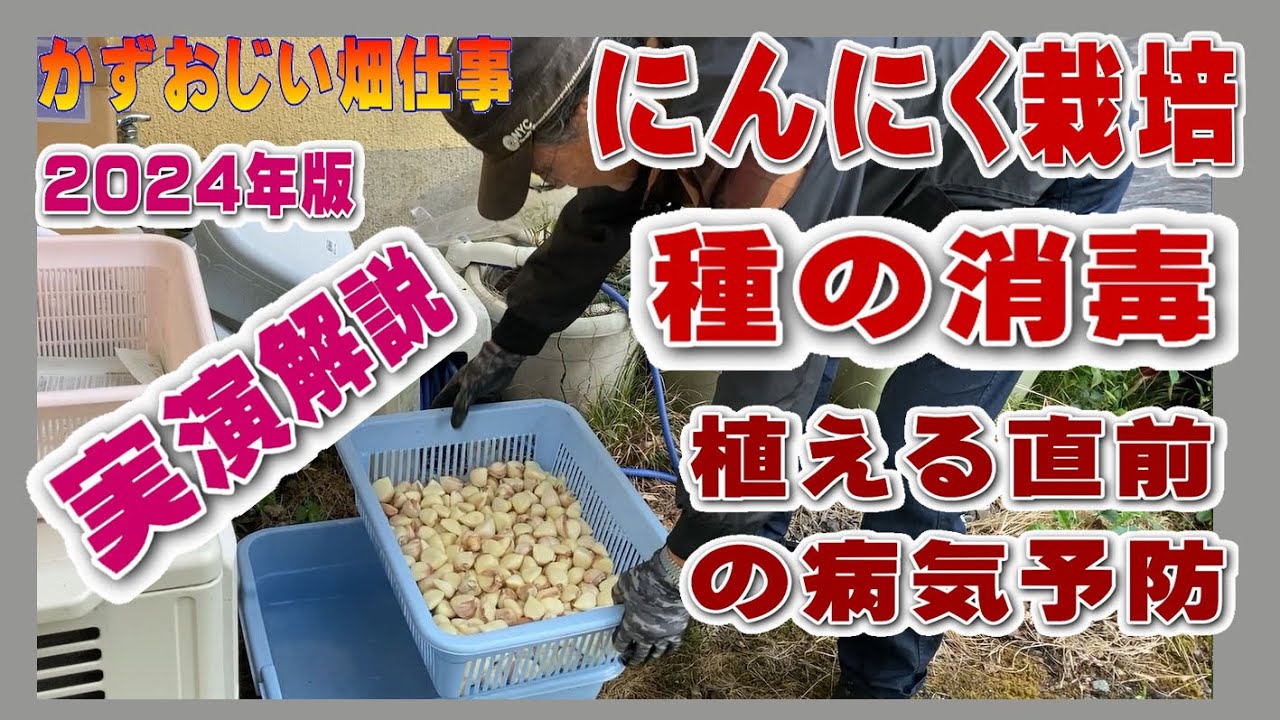 ニンニクの種の消毒作業～植える直前にやっておく：2024年版にんにく