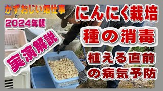 ニンニクの種の消毒作業～植える直前にやっておく：2024年版にんにく