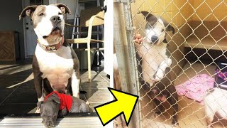 This Pit Bull Mom Dog Was Sad After She Lost Her Babies But Someone Unexpected Came And Rescued Her