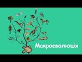 Макроеволюція