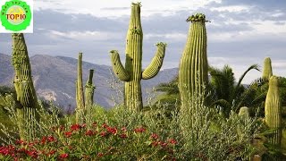 Spectacular Desert Plant Life  Amazing Nature