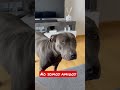 #amstaff #vlog #shorts