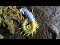 Crazy Molting of Giant Centipede! (HD)