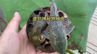 #我的乡村生活 #真实户外