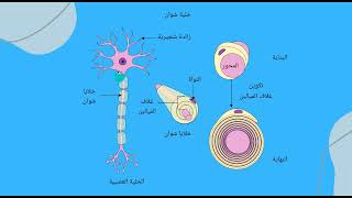 شرح خلايا الغراء العصبي| الجزء الثاني|الوحدة الأولى | احياء