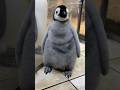 こうていペンギンよよちゃん🐧💕