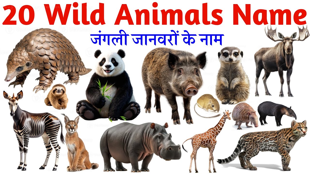 20 Wild Animals Name in English | Learn Wild Animals for Kids | Jungle ...