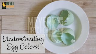 Celebrity Understanding Egg Colors! Profile