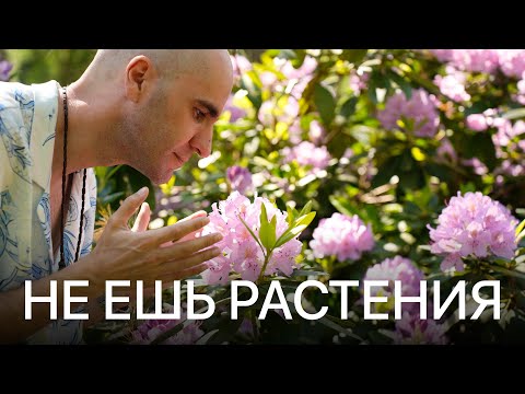 Овощи токсичны для нас, а с фруктами есть нюанс