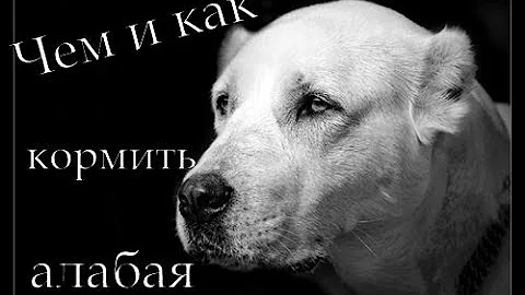 Кормление алабая