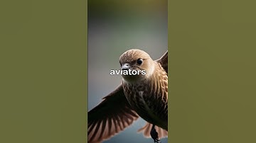 The Bird That Never Lands