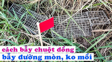 Hướng dẫn cách bẫy chuột đồng hiệu quả không cần dùng mồi