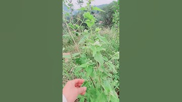 Cây Cỏ Lào cầm máu siêu tốt