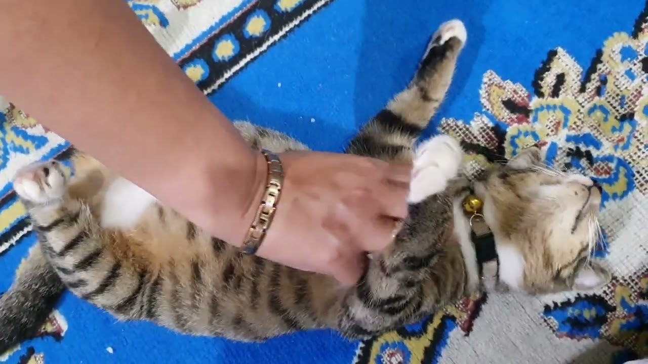 Foxxy got satayed by Mama... weerr werr weerr...