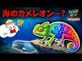 【都市伝説】サメがいる海でカメレオンの謎を調査した結果...！？くじらアタック&Co.・子供向け知育教育 ★サンサンキッズTV★