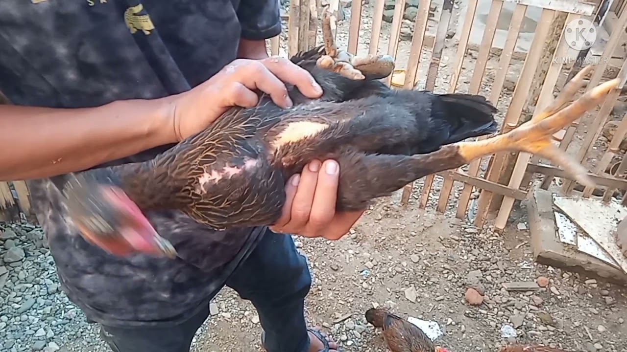 ternak ayam sederhana di lahan sempit samping rumah. 