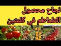 الطماطم وأعلي إنتاج لفدان الطماطم البندورة في كلمتين