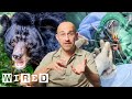 Vet Breaks Down How He Did Brain Surgery on a Bear | WIRED